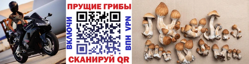 Галлюциногенные грибы Psilocybe  Никольское 